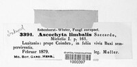 Ascochyta limbalis image